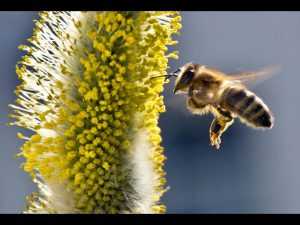 пчелен прашец