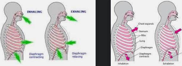 diafragma-diaphragm-12