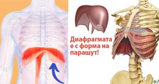 Какво е диафрагма? Къде се намира Болести на диафрагмата Възпаление на диафрагмата Как се прави диафрагмено дишане?