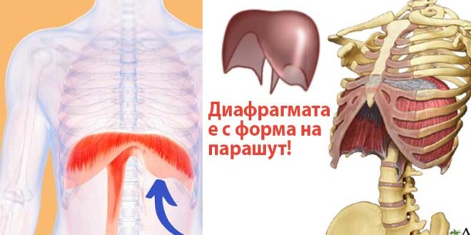 Какво е диафрагма? Къде се намира Болести на диафрагмата Възпаление на диафрагмата Как се прави диафрагмено дишане?