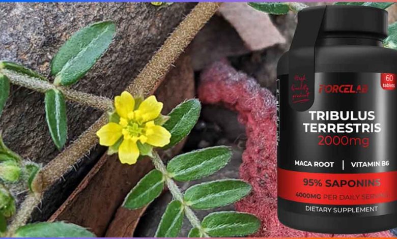 Как да изберем качествен Tribulus Terrestris? Виж кои фактори определят ефекта и кога има реален смисъл от добавки за тестостерон