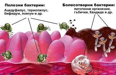 чревни бактерии