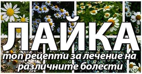 чай от лайка, сибирска лайка