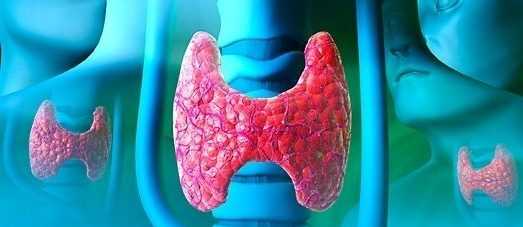 щитовидна жлеза