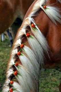 Конски шампоан за коне