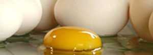 Яйцата са чудесна среда за развитие на салмонела