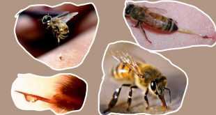 лечение с пчелна отрова в България - 03