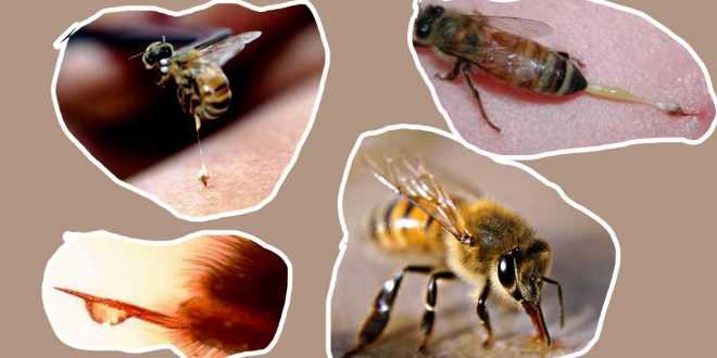лечение с пчелна отрова в България - 03