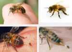 лечение с пчелна отрова в България - 02