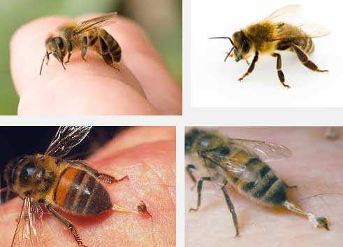 Пчелна отрова артроза