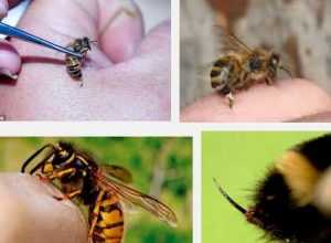 лечение с пчелна отрова в България - 01