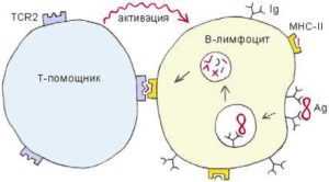 Специфична роля за лимфоцити като част от имунната система