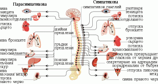 вегетативна нервна система, дистония