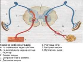 вегетативна нервна система