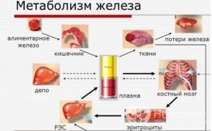 Желязодефицитна анемия признаци и причини