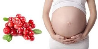 червена боровинка при бременност и кръвно