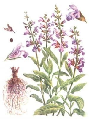 салвия (градински чай) билка, ботаническа рисунка