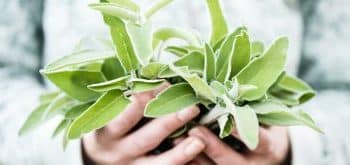 вреди, противопоказания и странични ефекти на билката салвия (градински чай)