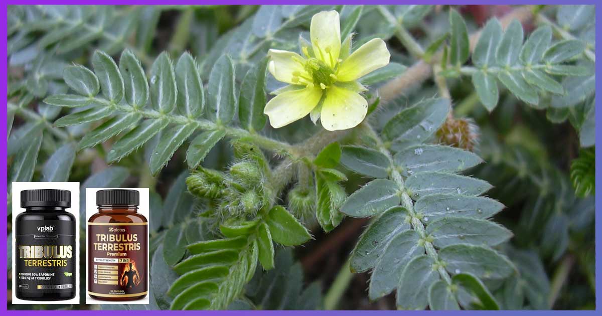 Мнения за чай от билка бабини зъби. Противопоказания и странични ефекти от Tribulus terrestris. Как се приготвя чай от бабини зъби. Екстракт или тинктура, дозировка.